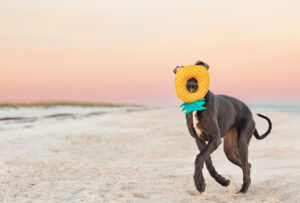 dog on pensacola dog beach