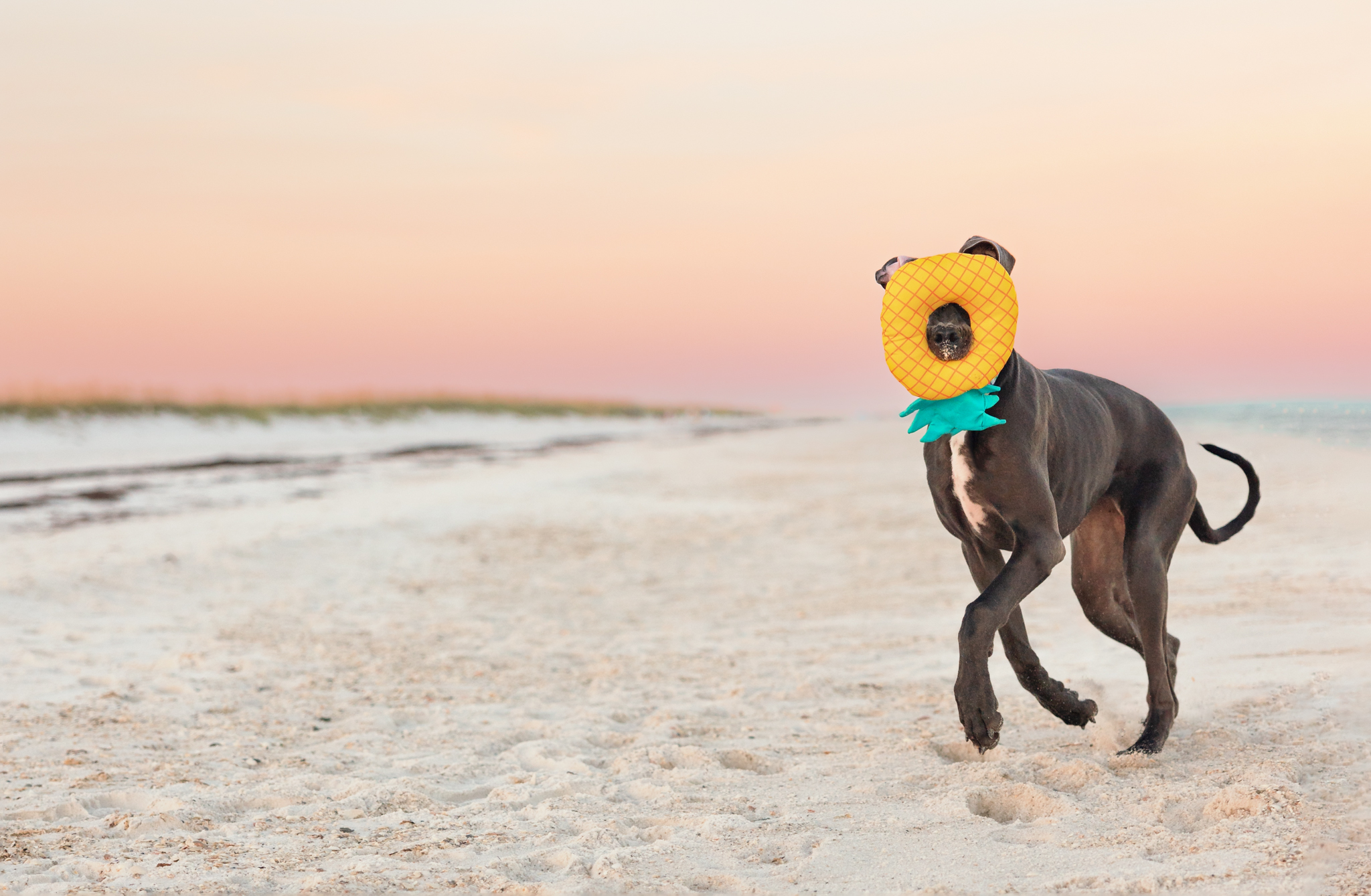 dog running on pensacola dog beach