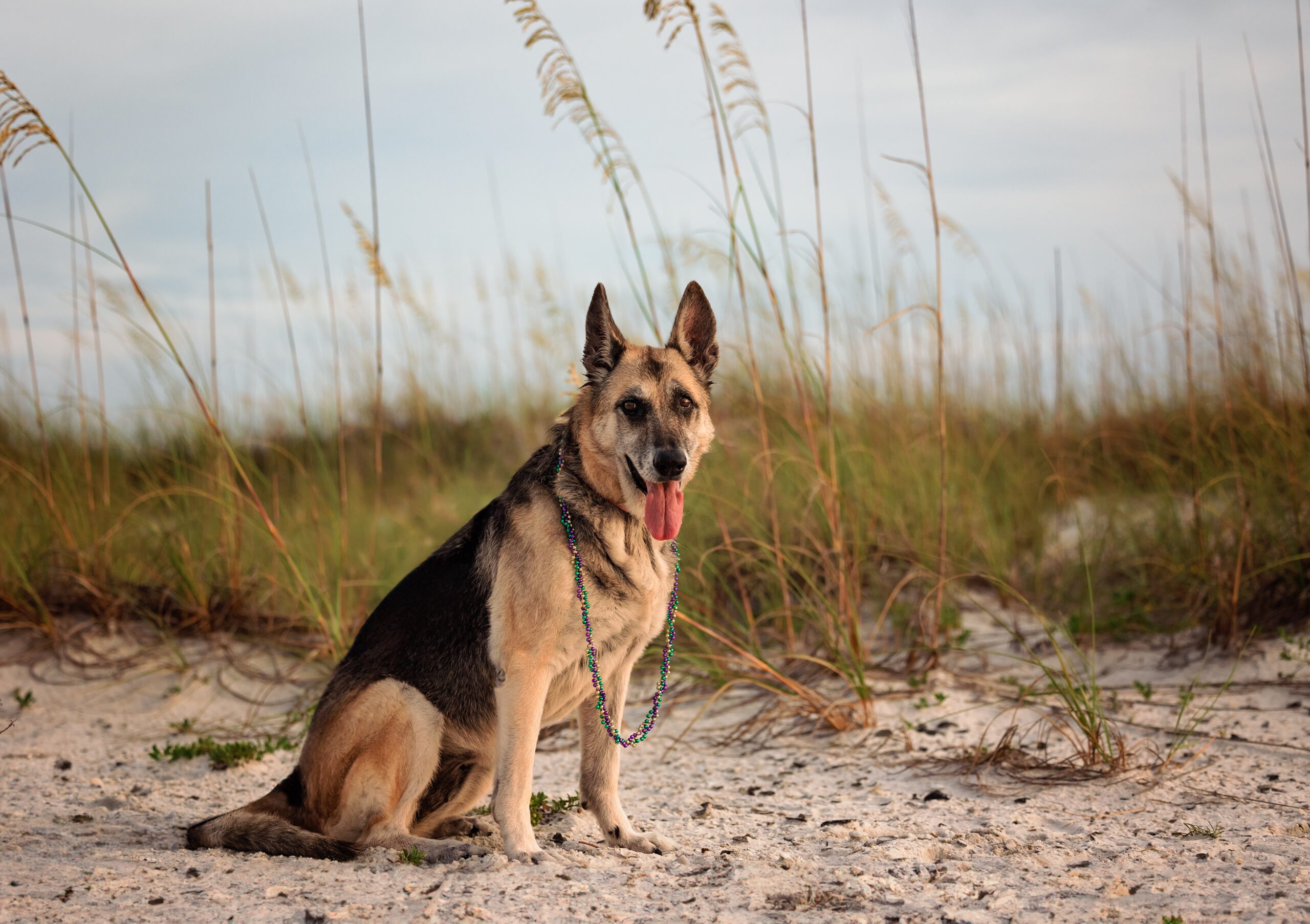 German Shepard on Pensacola Dog Beach