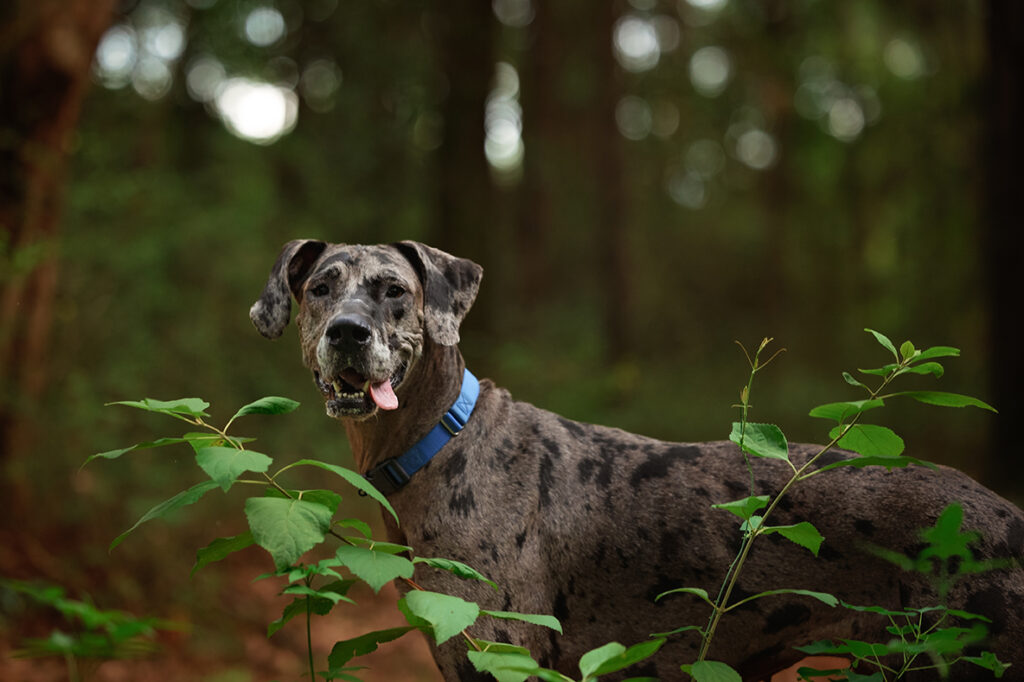 Great Dane on trails at the Pensacola Equestrian Center