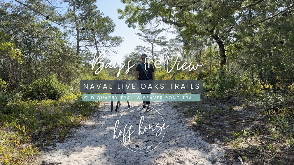 Great Dane and owner walking trails at Naval Live Oaks