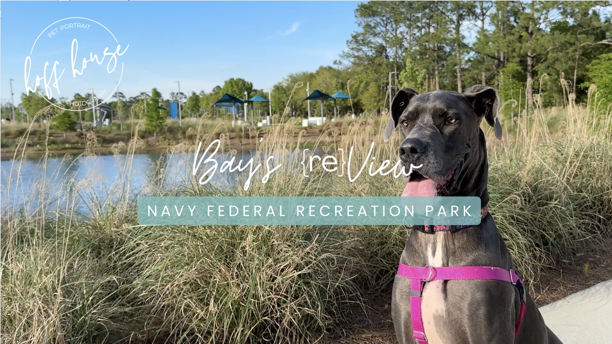 Dog at Navy Federal Park