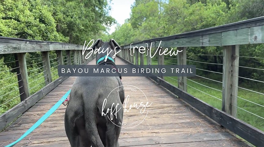 Bay's {re}View of Bayou Marcus Birding Trail