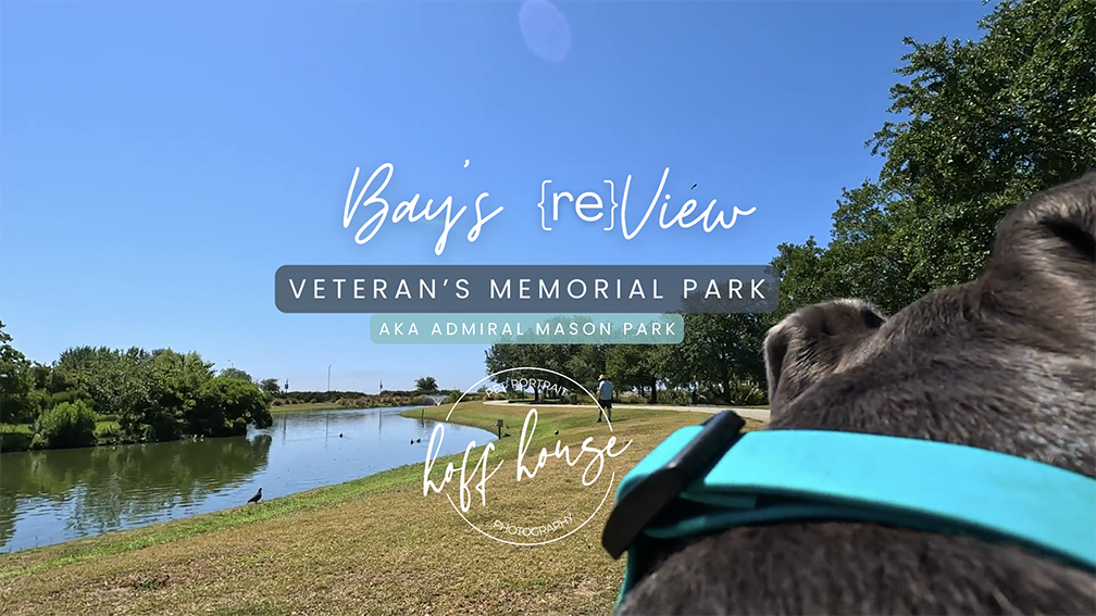 Dog walking into Veteran's Memorial Park